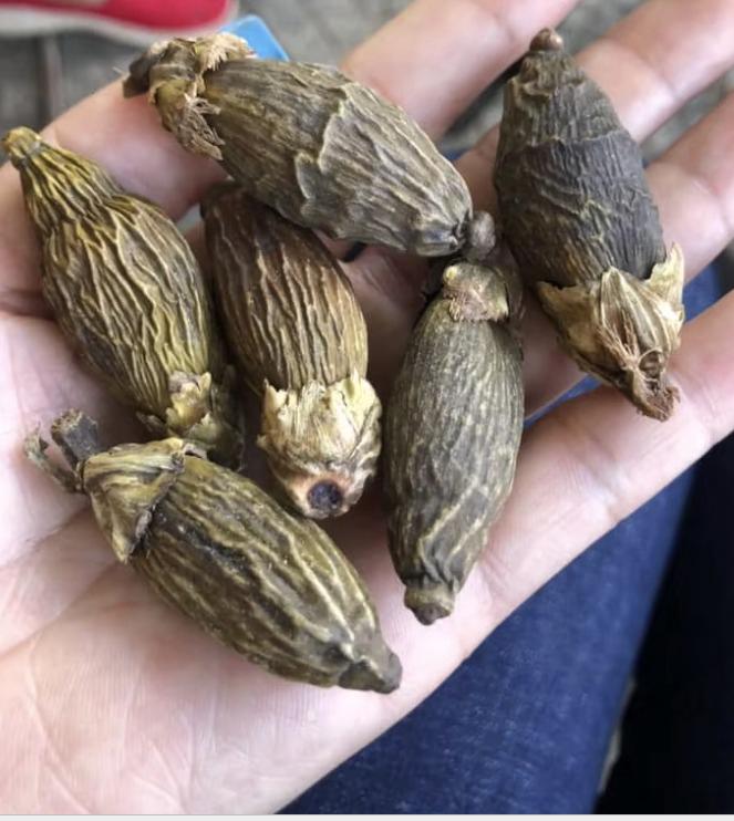 Dried betel nuts from Indonesia and Vietnam