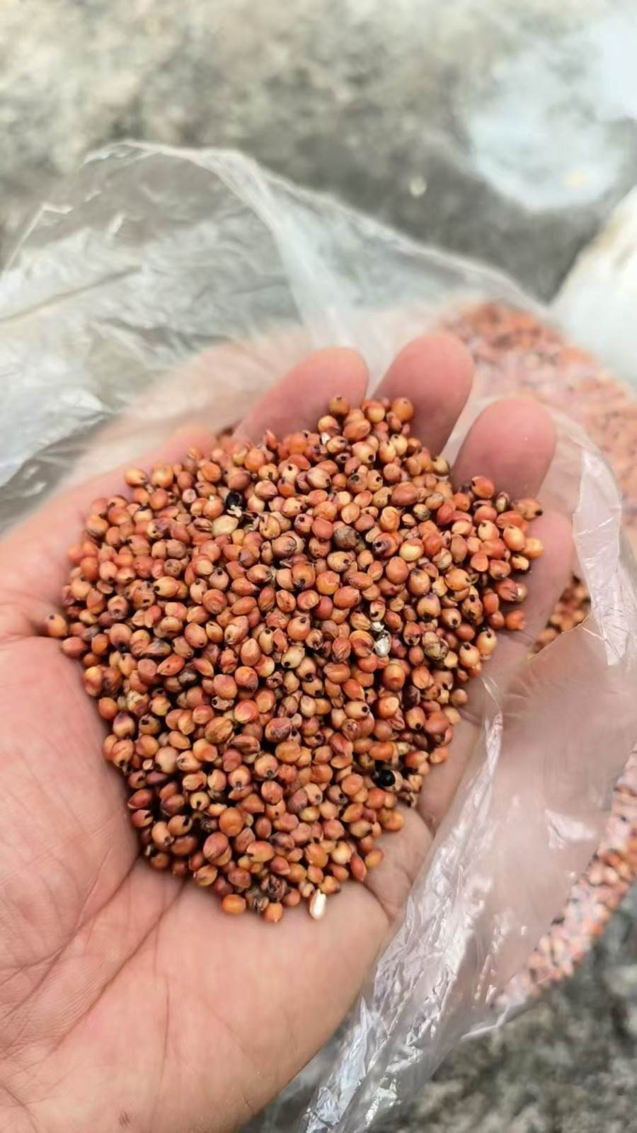 Red Sorghum grain