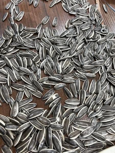 Sunflower seeds from Xinjiang